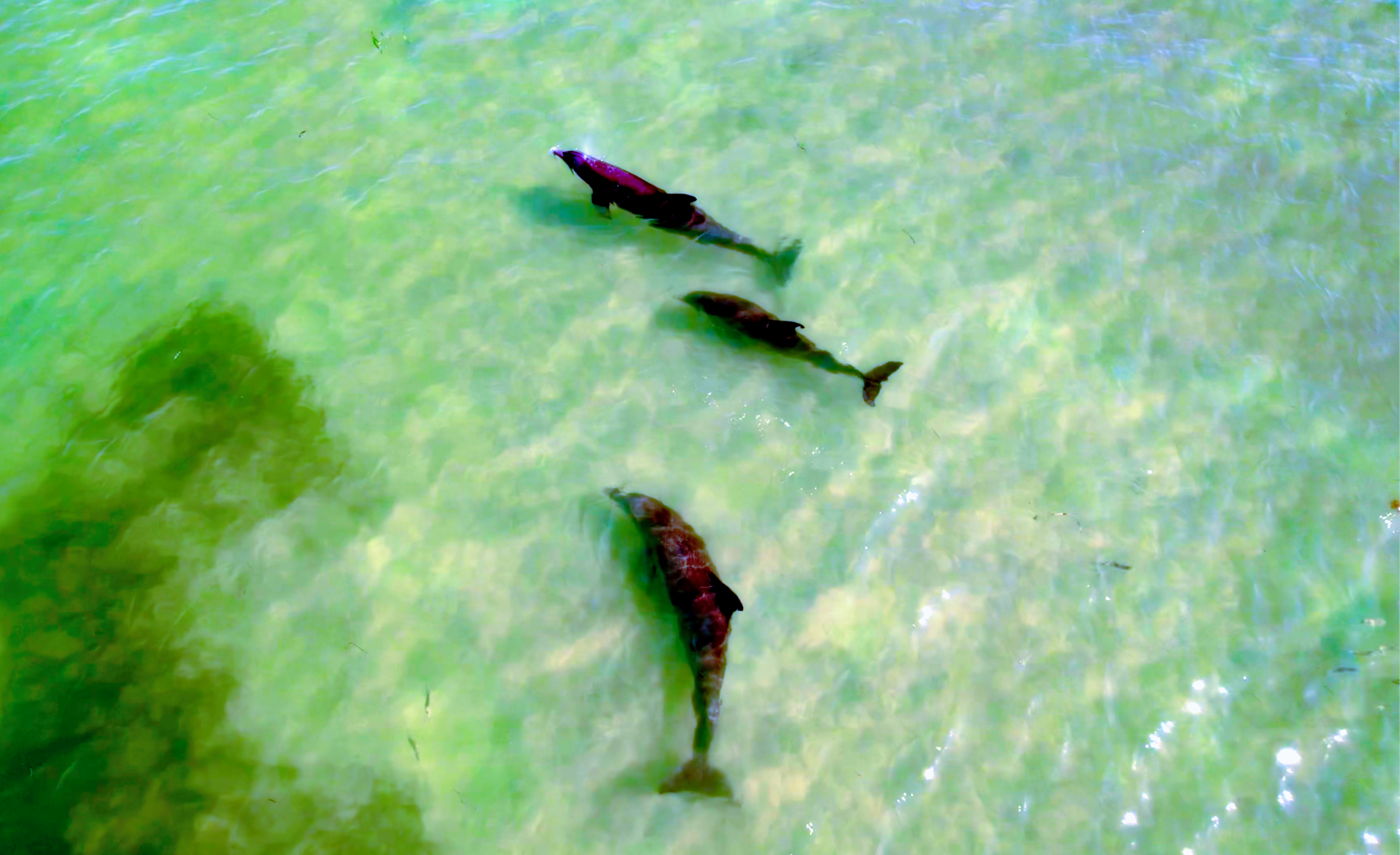 Dolphins drone photo by DroneEverything.net