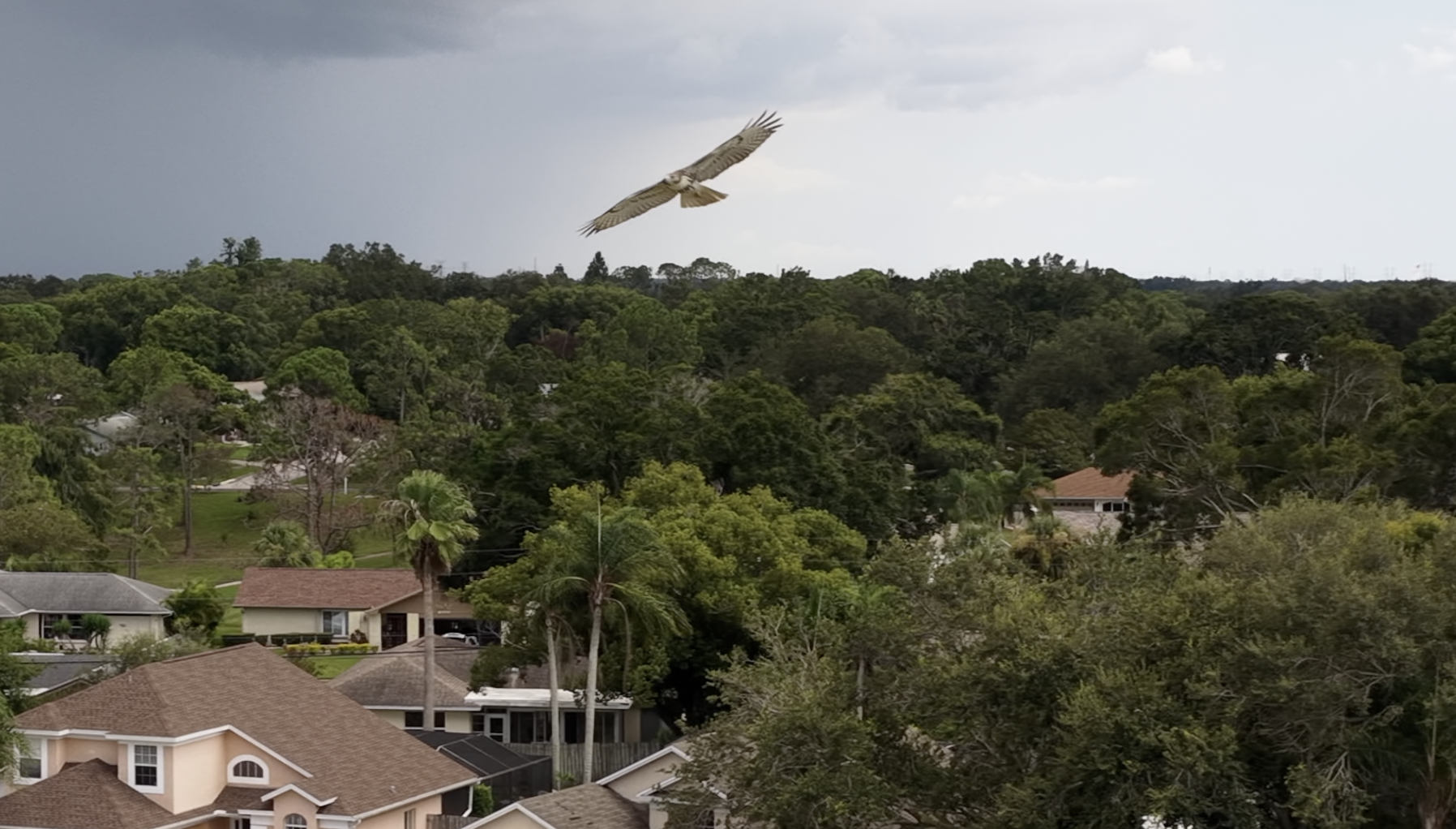 Drone versus osprey encounter captured by DroneEverything