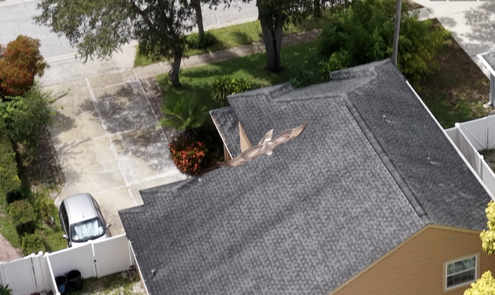 Osprey close to DroneEverything drone during flight